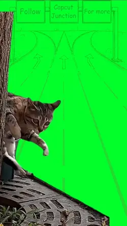 SCARED CAT