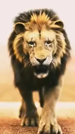 Lion is king 👑