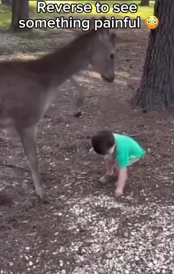 Deer smack
