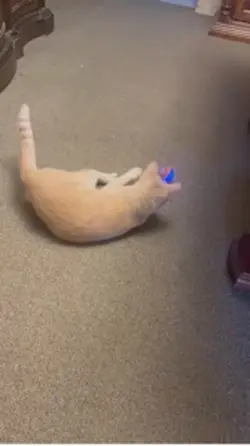 Toy Cat