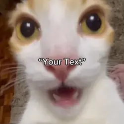 Cat is tweakin 