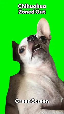 Chihuahua Zoned Out 