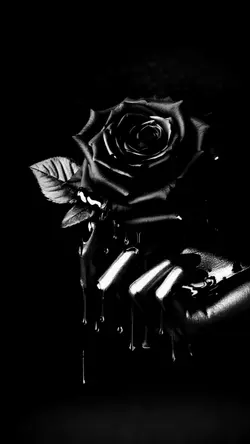 black rose