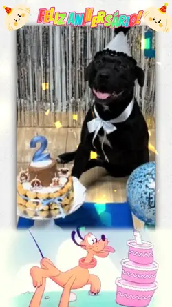 Aniversário Do Pet 