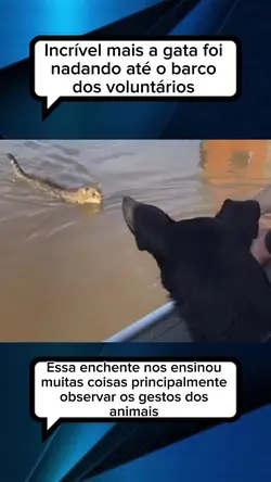 gatinha que nada 