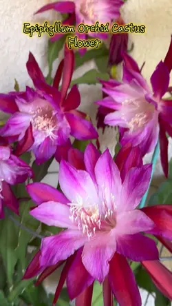 Epiphyllum Flower