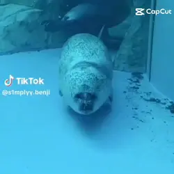 Seal