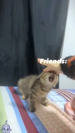 🐈