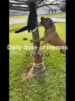 DailyDoseOfMemes