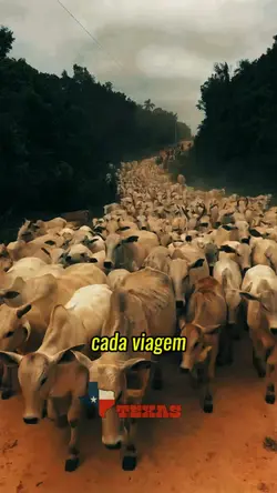 Fui boiadeiro por pr