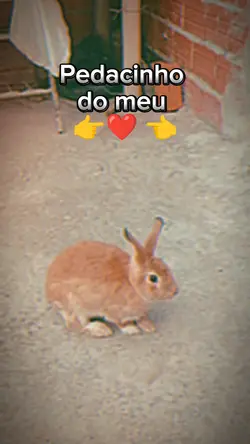 qual seu pedacinho?