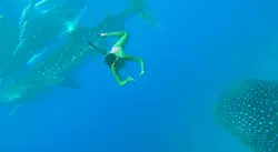 Whaleshark encounter