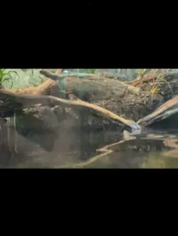 Zoo edit!