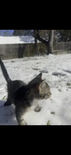 My new kittens