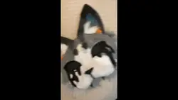 New mask! >:3
