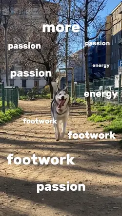 More Energy Pets