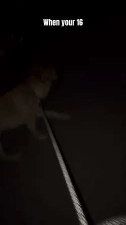Reactive Dog