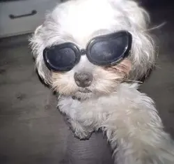 dog dec 3rd
