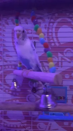 My bird edit