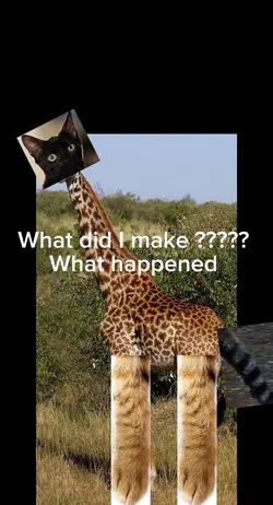 Giraffe cat