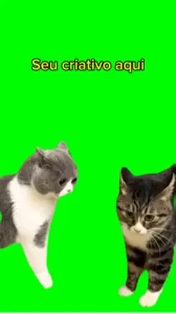 Gatos discutindo 
