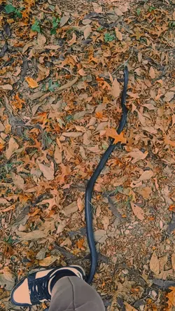 snakeeeeeee <3