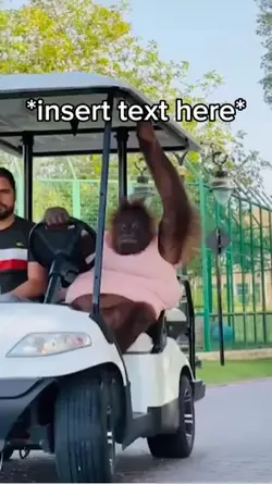 Monkey Driving