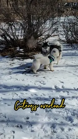 Grace Cute in Snow