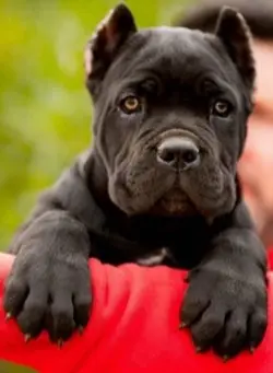 Big Dog!!! I do hav