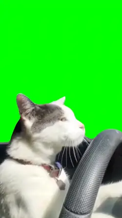 Cat Driving meme 