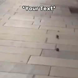 Rat Fight Meme