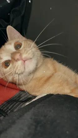 cute pet