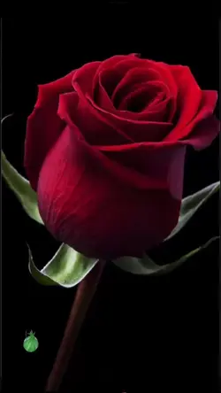 Red rose 
