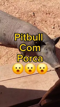 Pitbull C/Porca 
