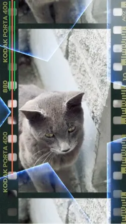 When your cat talks