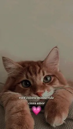 SEU GATO/GATINHOS 