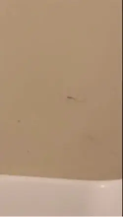 Dancing spider 