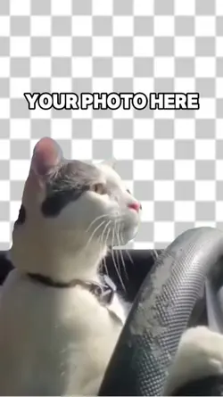 Funny cat driving ca