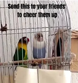 Parrot with moves