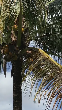 10 VideoDump Miami