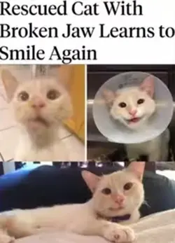 Cute cat posts