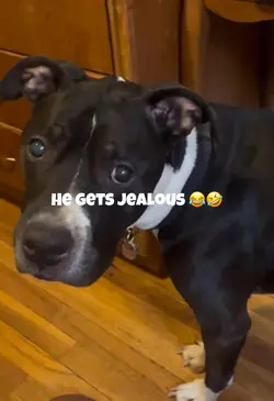 Dog Gets Jealou
