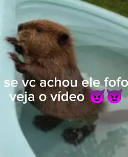 viciei