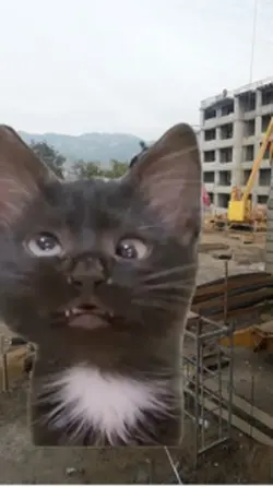 Gatito Bizco
