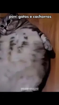 pets meme