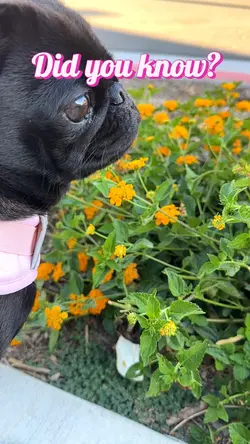 Dog Vlog 