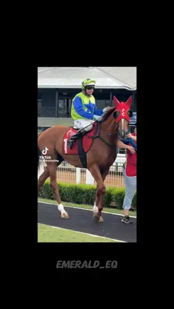 Race horses 