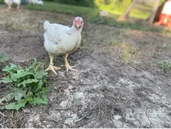 Tiny dinosaurs 