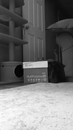 Cat jumping