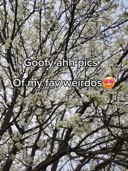 pookies